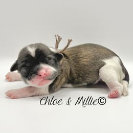 Brindle and White Female - Brown Collar - Brindle and white female Shih Tzu puppy in Crawfordsville, Indiana from Swaying Sycamore Farm