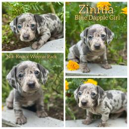 Zennia - Dapple female Dachshund puppy in Florida from Niki Humphries' Dachshunds