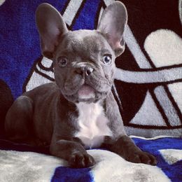 French Bulldog and Pug All Grown Up from Puddles Palace