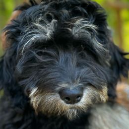 Dumpling - Phantom Bernedoodle puppy in Broadway, North Carolina from Dixie’s Darling Doodles