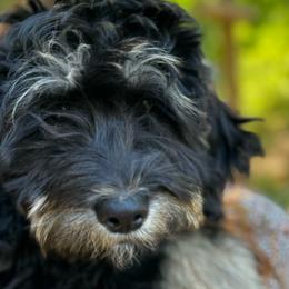 Dumpling - Phantom Bernedoodle puppy in Broadway, North Carolina from Dixie’s Darling Doodles