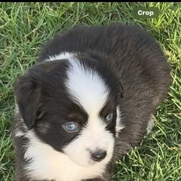Girl 1 - Black & white female Miniature Australian Shepherd puppy in Madisonville, Texas from Diamond R Aussies