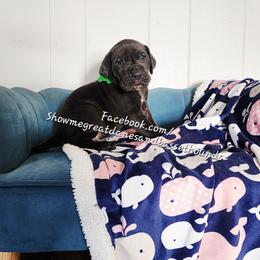 Green Collar - Black male Great Dane puppy in Alton, Illinois from Show Me Great Danes and Basset Hounds