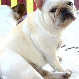 French Bulldog All Grown Up from Bunny Ear Family