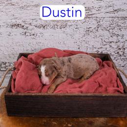 Dustin - Chocolate merle male Bernedoodle puppy in Calhoun, Georgia from Happy Top Doodles