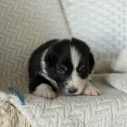 Puppy 2 Light Blue - Black tri-color female Australian Shepherd puppy in Avoca, Iowa from Danker Farms
