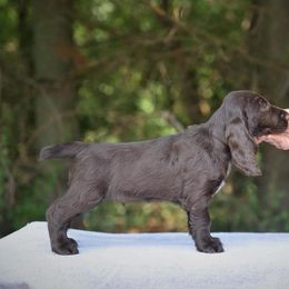 Field Spaniel Puppies from Killara Field Spaniels