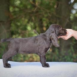 Field Spaniel Puppies from Killara Field Spaniels