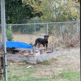 Hunni - Black and mahogany female Rottweiler puppy in Tangent, Oregon from Raya's Royals