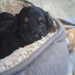 Chloe - Black and tan female Companion Cross puppy in Macon, Georgia from Shipoo Lane