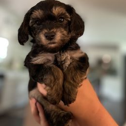 Yorkipoo Puppies from Bayless Yorkiepoos