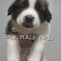 Gray collar - Mahogany and white male Saint Bernard puppy in Seymour, Wisconsin from Wisco Family Saints