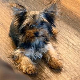 Alfie - Black and tan male Yorkshire Terrier puppy in Ocala, Florida from Yorkie  And Shih Tzu Love