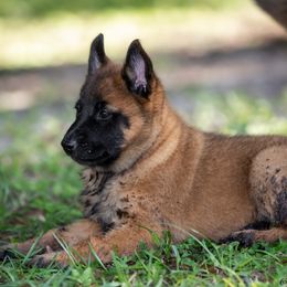 Pink Collar - Fawn female Belgian Malinois puppy in Cameron, North Carolina from Wildheart Belgian Malinois