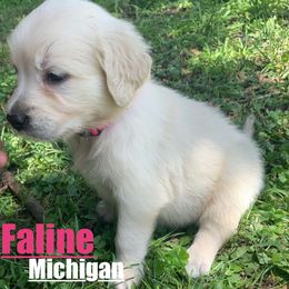 Golden Retriever Puppies from Nina's Golden hour