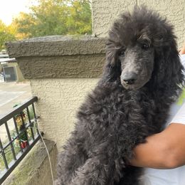 Poodle Puppies from Honeycutt Akc Standard Poodles