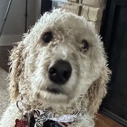 Goldendoodles from Goff’s Goldens