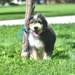 Ford - Black tri-color male Aussiedoodle puppy in Delta, Colorado from PTK Ranch