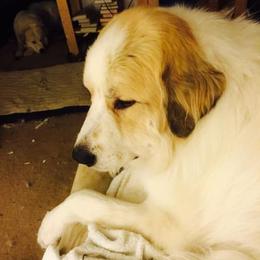 Great Pyrenees All Grown Up from Sue Rohweder