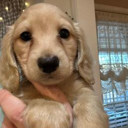 Cream Male - Cream male Dachshund puppy in Trade, Tennessee from TN Miniature Dachshunds & Basset Hounds