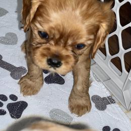 Cavalier King Charles Spaniel Puppies from Cassie’s Cavaliers