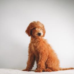 Frosty - Pink Collar - Apricot female Schnoodle puppy in Caldwell, Idaho from Boise Doodle Co.