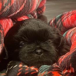 Shih Tzu Puppies from AKC Shih Tzu Champion Line Puppies