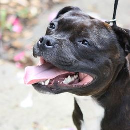 Staffordshire Bull Terriers from Windy City Staffords