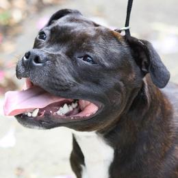 Staffordshire Bull Terriers from Windy City Staffords