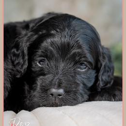 Holbrook - Black male Cockapoo puppy in Connersville, Indiana from Deaz Doodle Ranch