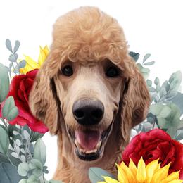 Poodles from Red Pine Poodles