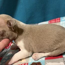 Gia - Lilac female Boston Terrier puppy in Wellington, Ohio from Twist of Faith Farms