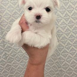 Female 4 - White female Maltese puppy in Fresno, California from Soua's Pups