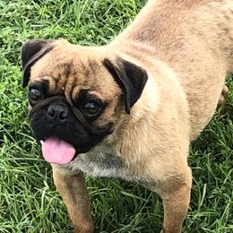 Louie - Pug