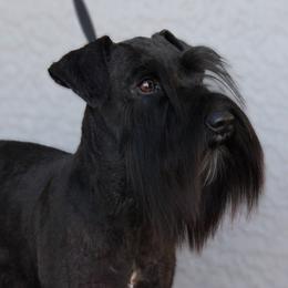 Cinder - Miniature Schnauzer