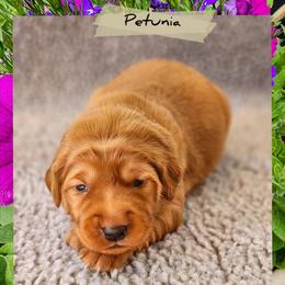 Petunia - Dark golden female Golden Retriever puppy in Shelton, Washington from Kennedy Goldens