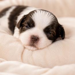 Girl 2 - Brindle and white female Shih Tzu puppy in Austell, Georgia from TACG