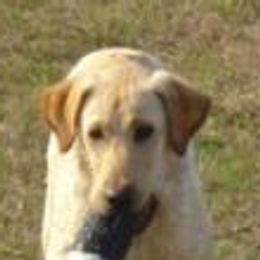 Labrador Retrievers from Saltgrass Retrievers