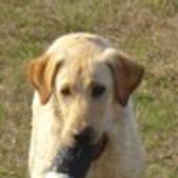 Labrador Retrievers from Saltgrass Retrievers