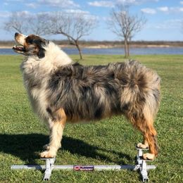 Australian Shepherd All Grown Up from The K Bar Ranch