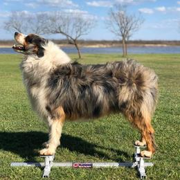 Australian Shepherd All Grown Up from The K Bar Ranch