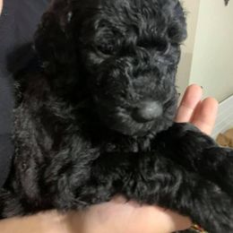 Goldendoodle Puppies from Izzy's Doodles