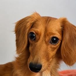 Honey - Cream female Dachshund puppy in Lakeland, Florida from Elite Doxies Florida