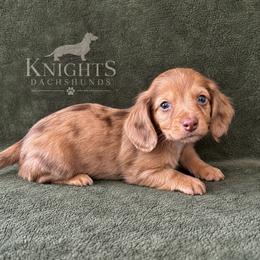 Chip 3,800 - Dapple male Dachshund puppy in Brandon, Florida from Knights Dachshunds