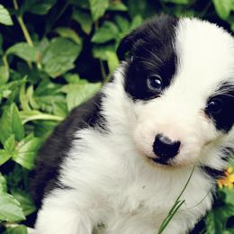 Boy 3 - Black Border Collie puppy in Mesa, Arizona from Ranch Girl Border Collies