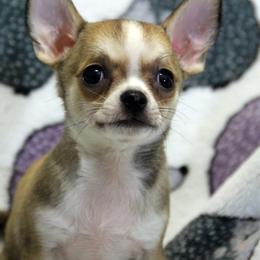 Chihuahua Puppies from Coolballow Chihuahuas