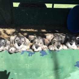 Miniature Schnauzer Puppies from Circle R Ranch