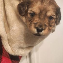 Cavapoo Puppies from Jessie's Puppies