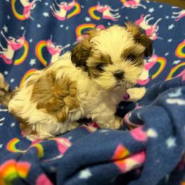 Girl 2 - Black gold and white female Shih Tzu puppy in Spartanburg, South Carolina from Vicky‘s precious paw’s