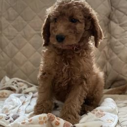 Double Doodles and Goldendoodles from Beck's Doodles